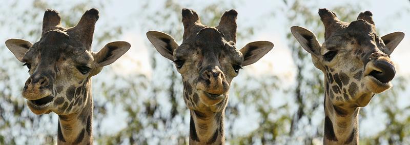 IMG_1675 joined.jpg - Pieced together from three images of this accommodating giraffe